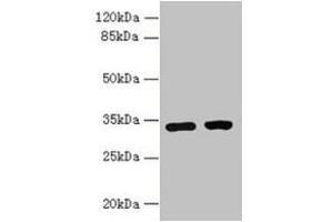 Western blot All lanes: C3orf49 antibody at 5 μg/mL Lane 1: U251 whole cell lysate Lane 2: MCF-7 whole cell lysate Secondary Goat polyclonal to rabbit IgG at 1/10000 dilution Predicted band size: 34 kDa Observed band size: 34 kDa (C3orf49 抗体  (AA 1-292))