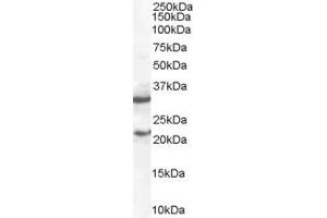 ABIN184575 staining (2 µg/mL) of mouse spleen lysate (RIPA buffer, 35 µg total protein per lane).