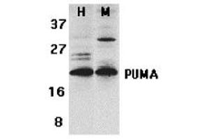 Western Blotting (WB) image for anti-BCL2 Binding Component 3 (BBC3) (C-Term) antibody (ABIN1030609) (PUMA 抗体  (C-Term))