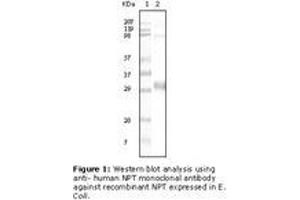 Image no. 1 for anti-NPT II antibody (ABIN292933) (NPT II 抗体)