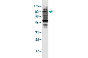Western Blot detection against Immunogen (98. (RARS 抗体  (AA 1-660))