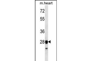 STX8 Antibody (N-term) (ABIN656580 and ABIN2845843) western blot analysis in mouse heart tissue lysates (35 μg/lane). (STX8 抗体  (N-Term))