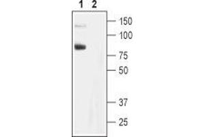 Western Blotting (WB) image for anti-Transient Receptor Potential Cation Channel, Subfamily C, Member 6 (TRPC6) (AA 24-38), (Intracellular) antibody (ABIN7043824)
