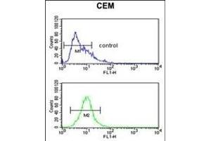 FUT1 Antibody (Center) (ABIN390492 and ABIN2840851) flow cytometric analysis of CEM cells (bottom histogram) compared to a negative control cell (top histogram). (FUT1 抗体  (AA 164-195))