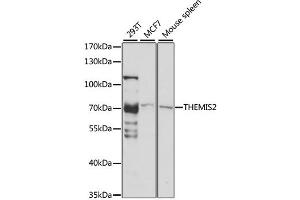 Western blot analysis of extracts of various cell lines, using THEMIS2 antibody. (C1orf38 抗体)