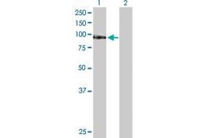 Western Blot analysis of TAF1C expression in transfected 293T cell line by TAF1C MaxPab polyclonal antibody. (TAF1C 抗体  (AA 1-775))