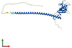 Protein Structure (PS) image for C-Type Lectin Domain Family 1, Member A (CLEC1A) (AA 1-280) protein (His tag) (ABIN7546558)