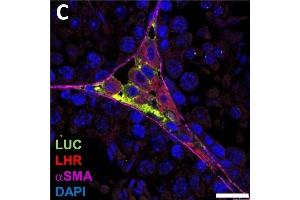 Luciferase expression in F1B-TMIR mouse testes.