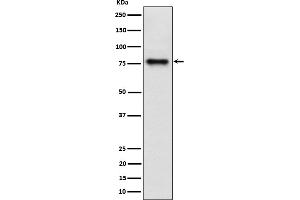 Western blot analysis of Cip4 expression in HepG2 cell lysate. (Recombinant TRIP10 抗体)