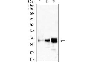 Western Blotting (WB) image for anti-CD99 (CD99) (AA 1-185) antibody (ABIN7193657)