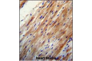 OO Antibody (N-term) 13324a immunohistochemistry analysis in formalin fixed and paraffin embedded human heart tissue followed by peroxidase conjugation of the secondary antibody and DAB staining. (APOO 抗体  (N-Term))