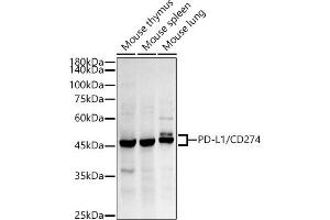 Western blot analysis of extracts of various cell lines, using PD-L1/CD274 antibody (ABIN7266178) at 1:500 dilution. (PD-L1 抗体)