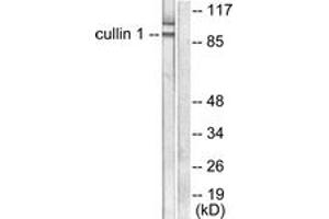 Western blot analysis of extracts from HeLa cells, using Cullin 1 Antibody. (Cullin 1 抗体  (AA 727-776))