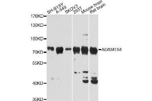 Western blot analysis of extracts of various cell lines, using ADAMTS4 Antibody. (ADAMTS4 抗体  (AA 52-315))