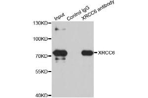 Immunoprecipitation analysis of 100ug extracts of SW480 cells using 3ug XRCC6 antibody. (XRCC6 抗体)