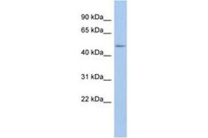 Image no. 1 for anti-DEAD (Asp-Glu-Ala-Asp) Box Polypeptide 39B (DDX39B) (N-Term) antibody (ABIN6742673) (DDX39B 抗体  (N-Term))