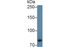 Western Blotting (WB) image for anti-Calpain 9 (CAPN9) (AA 42-340) antibody (ABIN7444895)