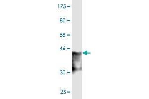 Western Blotting (WB) image for anti-SLIT-ROBO rho GTPase Activating Protein 1 (SRGAP1) (AA 952-1050) antibody (ABIN528215)