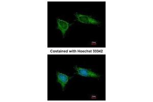 Immunofluorescence (IF) image for anti-NADH Dehydrogenase (Ubiquinone) 1 beta Subcomplex, 5, 16kDa (NDUFB5) (C-Term) antibody (ABIN2856830)