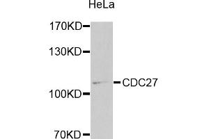 Western blot analysis of extracts of HeLa cells, using CDC27 antibody (ABIN1871678) at 1:1000 dilution. (CDC27 抗体)