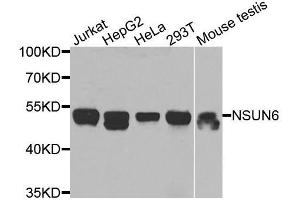 Western blot analysis of extracts of various cell lines, using NSUN6 antibody (ABIN5974338) at 1/1000 dilution. (NSUN6 抗体)