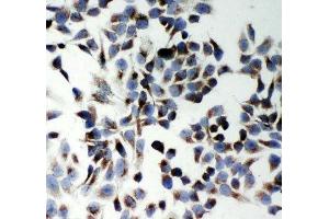 Immunocytochemistry (ICC) image for anti-KH Domain Containing, RNA Binding, Signal Transduction Associated 1 (KHDRBS1) (N-Term) antibody (ABIN3031544)
