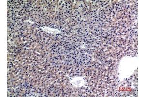 Immunohistochemistry (IHC) analysis of paraffin-embedded Mouse Liver, antibody was diluted at 1:100. (LAMP2 抗体)