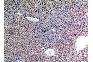Immunohistochemistry (IHC) analysis of paraffin-embedded Mouse Liver, antibody was diluted at 1:100.