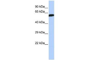 DLD antibody used at 1 ug/ml to detect target protein. (DLD 抗体  (Middle Region))