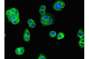 Immunofluorescent analysis of HepG2 cells using ABIN7161508 at dilution of 1:100 and Alexa Fluor 488-congugated AffiniPure Goat Anti-Rabbit IgG(H+L) (ELANE 抗体  (AA 30-267))