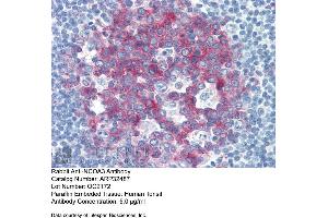 Immunohistochemistry with Human Tonsil lysate tissue at an antibody concentration of 5. (NCOA3 抗体  (Middle Region))