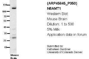 Image no. 1 for anti-N-6 Adenine-Specific DNA Methyltransferase 1 (Putative) (N6AMT1) (N-Term) antibody (ABIN785311) (N6AMT1 抗体  (N-Term))