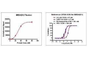 Bromodomain Containing 4 (BRD4) (AA 44-168) protein (His tag,DYKDDDDK Tag)