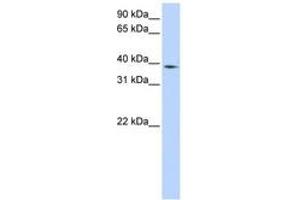 Image no. 1 for anti-Neutrophil Cytosolic Factor 4, 40kDa (NCF4) (AA 216-265) antibody (ABIN6740947) (NCF4 抗体  (AA 216-265))
