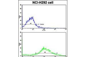 Flow cytometric analysis of NCI-H292 cells using CYP20A1 Antibody (bottom histogram) compared to a negative control cell (top histogram). (CYP20A1 抗体  (C-Term))