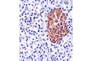A staining Neurogenin3 in human pancreas tissue sections by Immunohistochemistry (IHC-P - paraformaldehyde-fixed, paraffin-embedded sections). (Neurogenin 3 抗体  (N-Term))