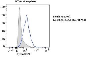 Flow Cytometry of Rabbit anti-Cyclin D3 antibody. (Cyclin D3 抗体  (C-Term))