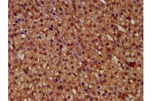 IHC image of ABIN7146322 diluted at 1:400 and staining in paraffin-embedded human adrenal gland tissue performed on a Leica BondTM system. (MICU1 抗体  (AA 55-191))