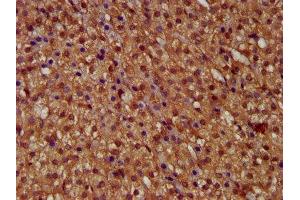 IHC image of ABIN7146322 diluted at 1:400 and staining in paraffin-embedded human adrenal gland tissue performed on a Leica BondTM system.