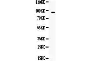 Western blot analysis of BCAR3 expression in HEPG2 whole cell lysates (lane 1). (BCAR3 抗体  (C-Term))