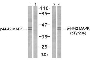 Western blot analysis of extracts from NIH-3T3 cells, using p44/42 MAP Kinase (Ab-204) antibody (E021238, Line 1 and 2) and p44/42 MAP Kinase (phospho- Tyr204) antibody (E011246, Line 3 and 4). (ERK1/2 抗体  (pTyr204))
