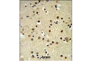 CBX1 Antibody (C-term) (ABIN652861 and ABIN2842560) IHC analysis in formalin fixed and paraffin embedded brain tissue followed by peroxidase conjugation of the secondary antibody and DAB staining.