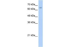 WB Suggested Anti-NR2C1 Antibody Titration:  0. (NR2C1 抗体  (C-Term))