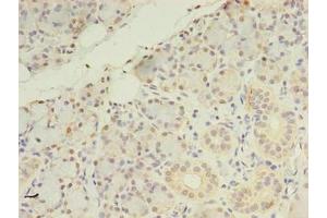 Immunohistochemistry of paraffin-embedded human pancreatic tissue using ABIN7164578 at dilution of 1:100 (ZDHHC4 抗体  (AA 277-344))