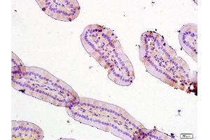 Immunohistochemistry (Paraffin-embedded Sections) (IHC (p)) image for anti-Trefoil Factor 3 (Intestinal) (TFF3) (AA 51-80) antibody (ABIN669786)