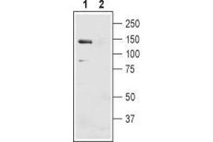 Western Blotting (WB) image for anti-Solute Carrier Family 4, Sodium Bicarbonate Cotransporter, Member 4 (SLC4A4) (AA 672-685), (Extracellular) antibody (ABIN7043728)