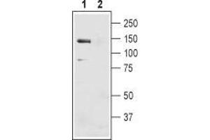 Western blot analysis of mouse liver membranes: - 1. (SLC4A4 抗体  (2nd Extracellular Loop))