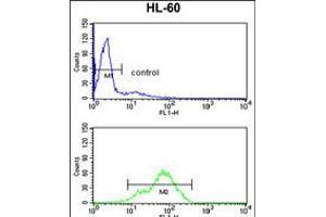 Flow cytometry analysis of HL-60 cells (bottom histogram) compared to a negative control cell (top histogram). (BAHD1 抗体  (C-Term))