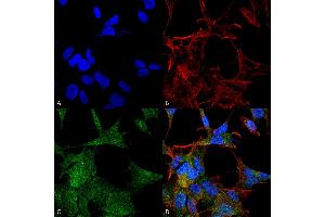 Immunocytochemistry/Immunofluorescence analysis using Rabbit Anti-ATG4A Polyclonal Antibody . (ATG4A 抗体  (AA 58-70) (HRP))