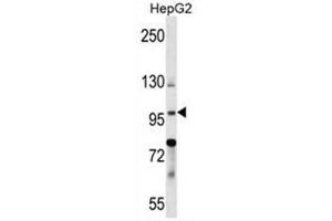BNC1 Antibody (N-term) western blot analysis in HepG2 cell line lysates (35µg/lane). (Basonuclin 1 抗体  (N-Term))